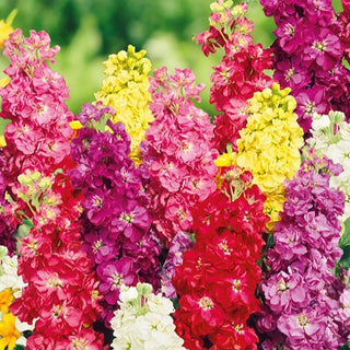 Violacciocca - Decorazione estiva in stile classico - Matthiola incana