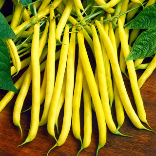 Fagiolo nano Złota Saxa - Fagiolo ideale per i primi raccolti - 500 g