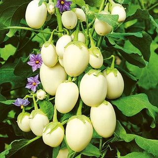 Melanzana Ornamentale - Golden Eggs - Compatta, decorativa ma commestibile - Solanum melongena
