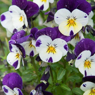 Viola cornuta - Johny Jump Up - Decorazione da balcone affidabile - Viola cornuta