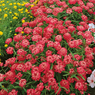 Iberide Rossa - Rosso - Colorato e a crescita rapida per tutta l’estate - Iberis umbellata