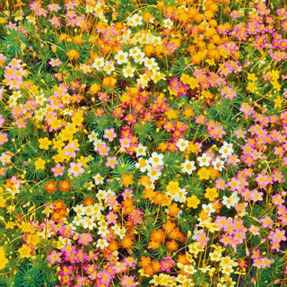 Leptosiphon - Tappeto colorato di fiori miniatura - Leptosiphon hybridus