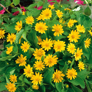 Melampodium - Fioritura lunga e abbondante - Melampodium paludosum