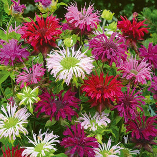 Monarda didyma - Attira api e farfalle - Monarda didyma