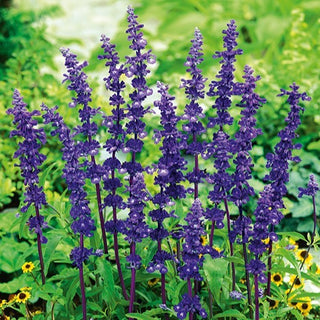 Salvia farinacea - Blue Bedder - A fioritura prolungata, perfetta per le aiuole - Salvia farinacea