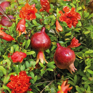 Melograno Nano - Melograno basso per giardino e balcone - Punica granatum nana