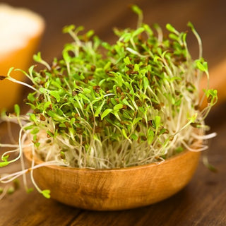 BIO Semi per germogli - Alfalfa - Energia naturale dai semi di erba medica - Medicago sativa