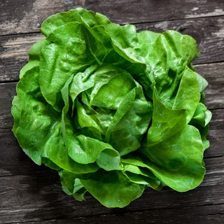 BIO Lattuga Regina di Maggio - Precoce, burrosa, naturale