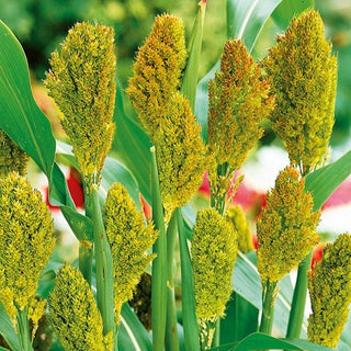 Sorgo Nero - Effetto scenografico, pannocchie scure e decorative - Sorghum nigrum