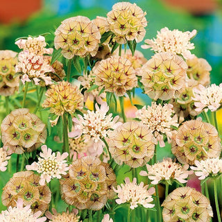Scabiosa stellata - Accento originale nella bordura - Scabiosa stellata