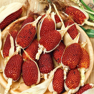 Mais Ornamentale - Strawberry Corn - Varietà unica, ispirazione colorata per decorazioni