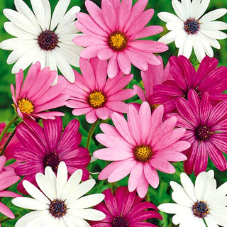 Margherita Africana - Miscuglio - Fioritura dalla primavera all’autunno - Osteospermum ecklonis