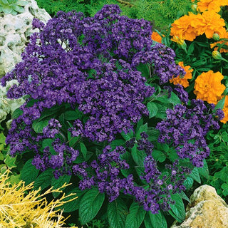 Eliotropio del Perù - Profumo di vaniglia in giardino - Heliotropium arborescens