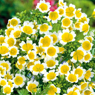 Limnanthes douglasii - Pianta mellifera a fioritura intensa - Limnanthes douglasii