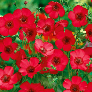 Lino a Fiori Grandi - Rosso - Decorazione leggera per il giardino - Linum grandiflorum