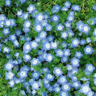 Nemophila Blu - Blu delicato per vasi e aiuole - Nemophila menziesii