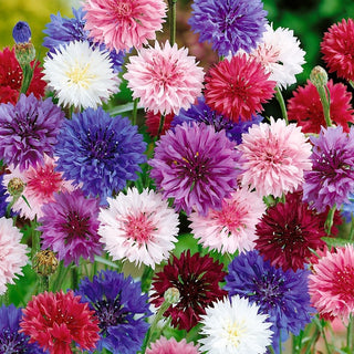 Fiordaliso - Pianta mellifera - miscuglio - Classica bellezza blu, sostiene attivamente le api - Centaurea cyanus - Confezione Mega - 1 kg