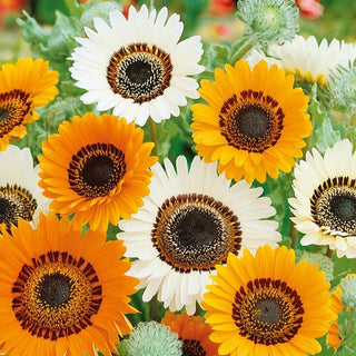 Venidium - Fiori grandi, intensi, spettacolari - Venidium fastuosum