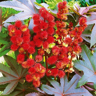 Ricino - foglie rosse - Aspetto spettacolare, facile da coltivare - Ricinus communis