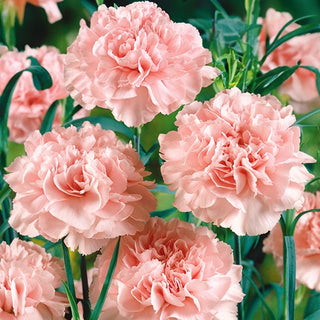 Garofano - La France - Rosa delicata a petali pieni - Dianthus caryophyllus