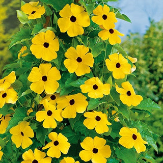Susanna Dagli Occhi Neri - Giallo - Rampicante a crescita rapida dall’estate all’autunno - Thunbergia alata
