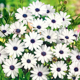 Margherita Africana - Bianco - Fiori bianchi come la neve, portamento compatto - Osteospermum ecklonis