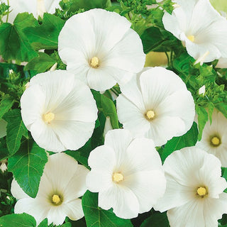 Malva Regina - Bianco - Fiori splendenti dall’estate all’autunno - Lavatera trimestris