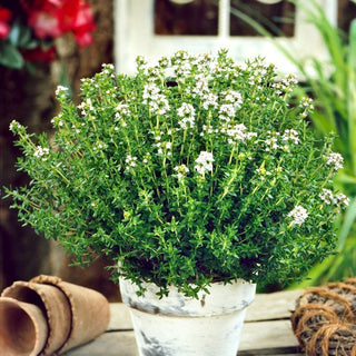 Thyme - Aromatic, Ideal for Meat Dishes - Thymus Vulgaris - Premium Seeds