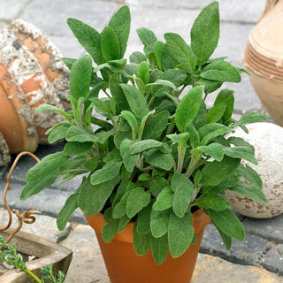Sage - Garden Decoration and Home Remedy in One! - Salvia Officinalis - Premium Seeds