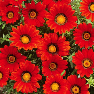 Gazania - Rossa con Anello - Accento esotico in tonalità rossa - Gazania splendens