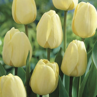 Tulipano - Ivory Floradale - Tulipa - Eleganza naturale in aiuola - 5 bulbi