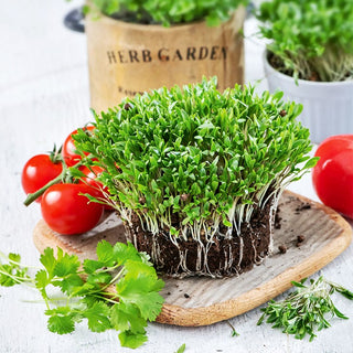 Microgreens - Coriandolo - Accento orientale per panini - Coriandrum sativum - Busta Grande - 100 g