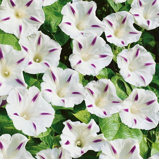 Ipomoea - Milky Way - Delicata, perfetta per pergolati e balconi - Ipomoea tricolor
