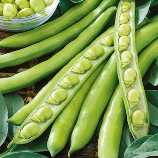 Fave - Superaguadulce - Fava spagnola a baccelli lunghi