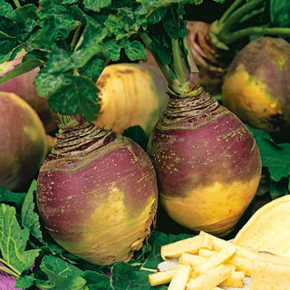Rutabaga - Champion - Ideale per la conservazione invernale - Brassica napus L. var. napobrassica