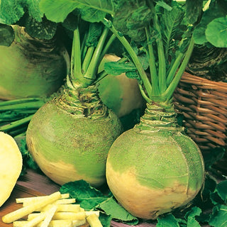 Rutabaga - Wilhelmsburger - Resa elevata, robusta e ottima per la conservazione - Busta Grande - 100 g