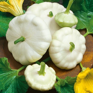 Zucchino Patisson Blanc - Cremosa, precoce e produttiva