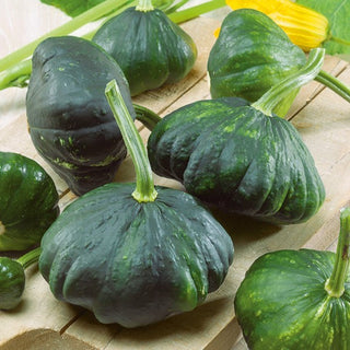 Zucchino Patisson Verde - Decorativo e commestibile, frutto tenero
