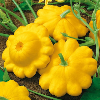 Zucchino Patisson Giallo - Delicato, gustoso per conserve