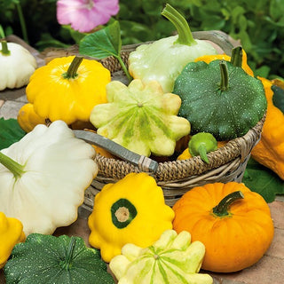 Zucchino Patisson - Miscuglio - Colori assortiti, decorativi e gustosi