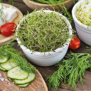 Semi per germogli - Aneto - Bomba di vitamine dal fresco sapore di aneto