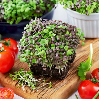 Microgreens - Mizuna Miscuglio - Delicatamente piccante e croccante - 100 g