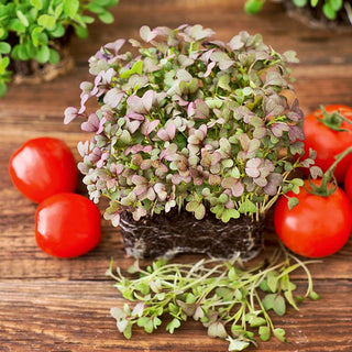 Semi per germogli - Mizuna rosso - Foglie belle, aroma intenso - 100 g