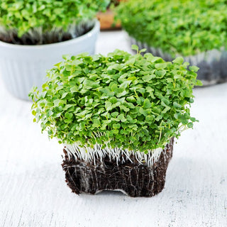 Microgreens - Mizuna verde - Carica naturale di vitamine - 100 g