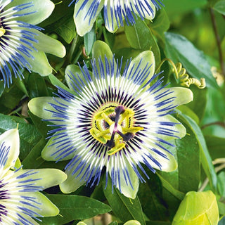 Passiflora - Gioiello rampicante per decorazione - Passiflora caerulea