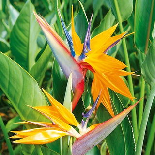 Uccello del Paradiso - Esotica e scenografica come un uccello del paradiso - Strelitzia reginae