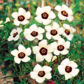 Ibisco Vescicoso - Adatta al clima caldo ornamentale per aiuole - Hibiscus trionum