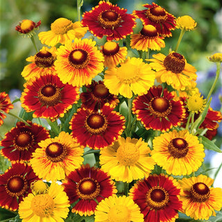Elenio Autunnale - Ideale per posizioni soleggiate - Helenium autumnale