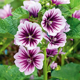 Malva Selvatica - Zebrina - Crescita vigorosa e rapida, fiori striati - Malva sylvestris