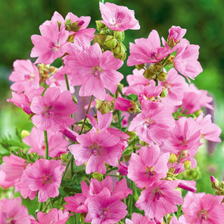 Malva Moschata - Rosa - Pianta perenne bassa che attrae api e farfalle - Malva moschata